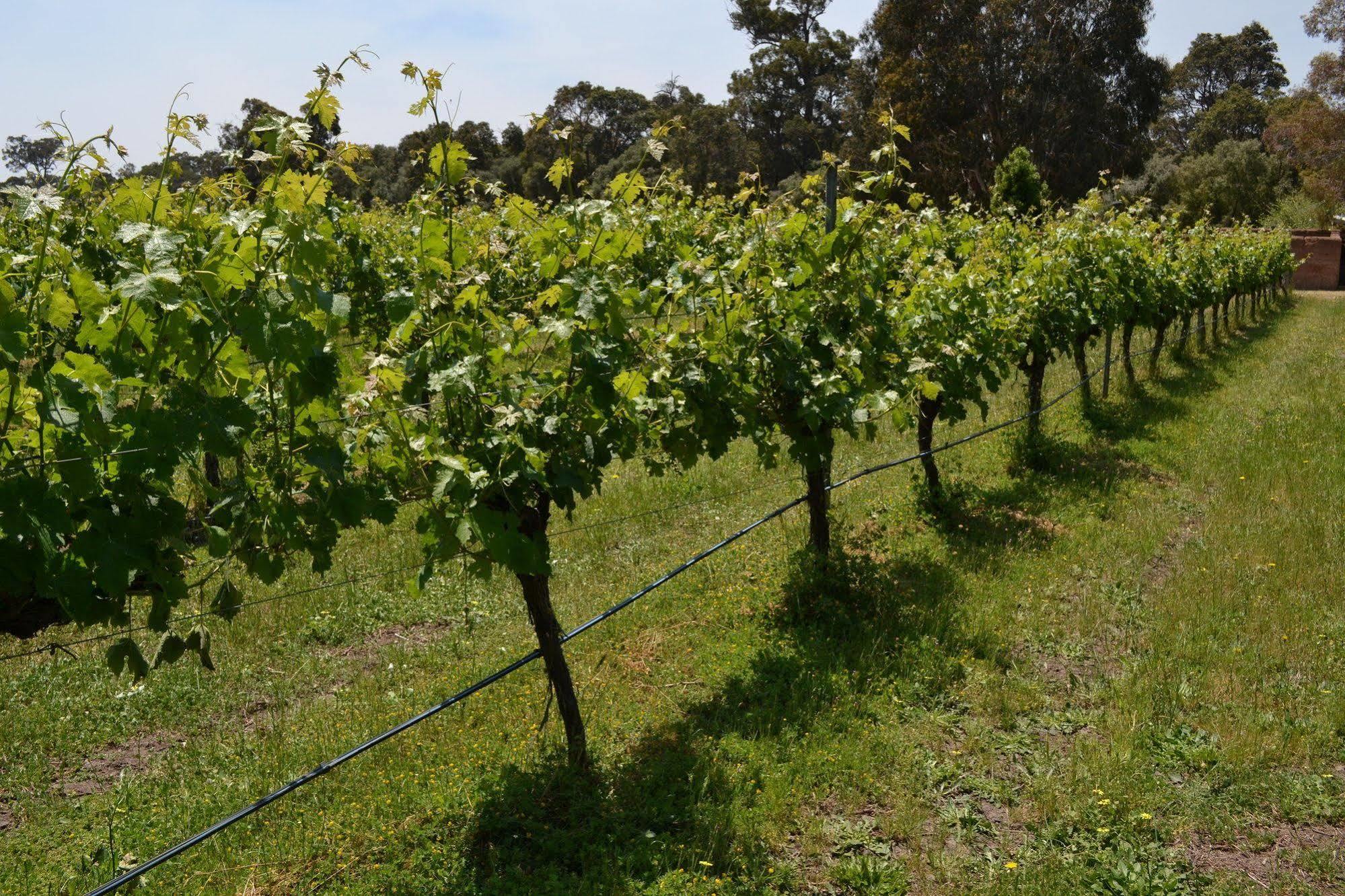 Island Brook Estate Winery And Chalets Margaret River Dış mekan fotoğraf